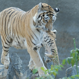 Тигрица Тавзанга с тигренком