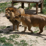 Львы Ричард и Виктория