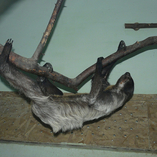 Ленивец двупалый