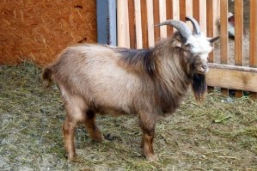 Камерунская коза