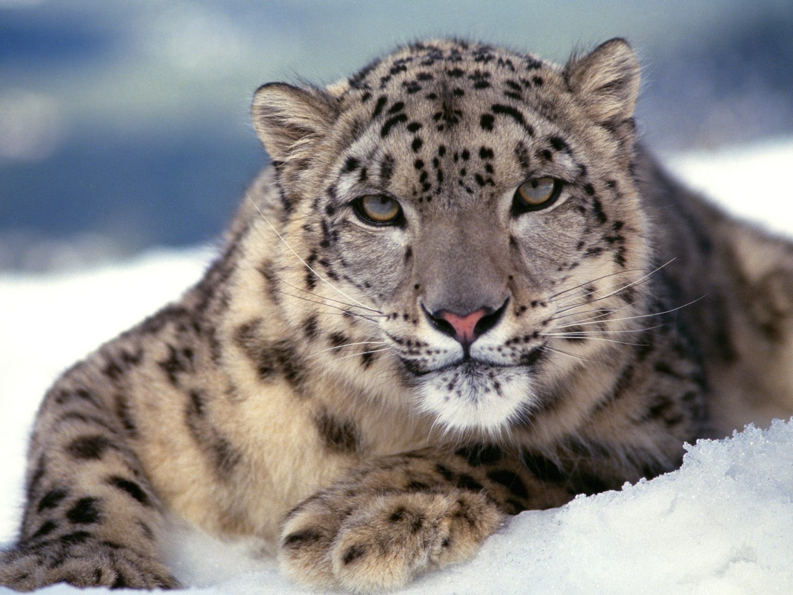 Снежный барс · Кошачьи · Хищные · МЛЕКОПИТАЮЩИЕ · Животные · Муниципальное  Бюджетное Учреждение Культуры «Зоопарк» - официальный сайт