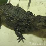 Крокодиловый кайман