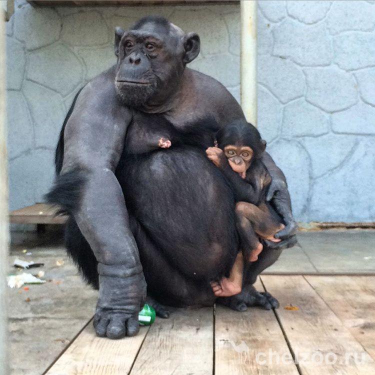 Шимпанзе Сонни с малышкой Варей