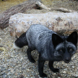 Серебристо-черная обыкновенная лисица