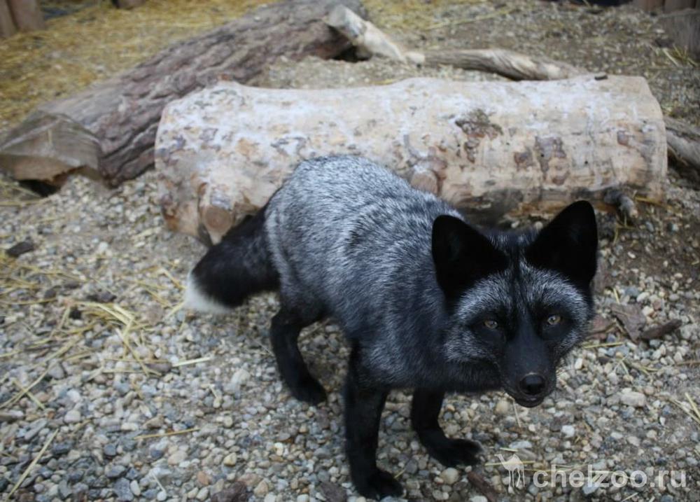 Серебристо-черная обыкновенная лисица