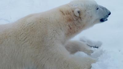 Ложкин Павел, г. Челябинск. "Белый медведь", номинация "зима в зоопарке"