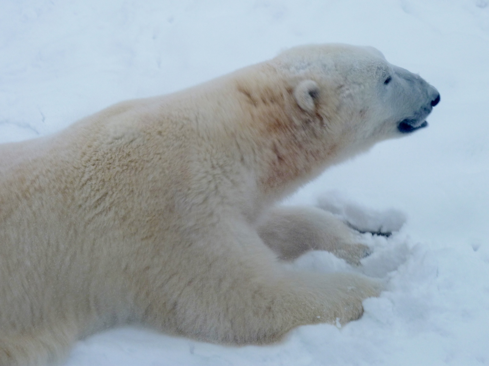 Ложкин Павел, г. Челябинск. "Белый медведь", номинация "зима в зоопарке"