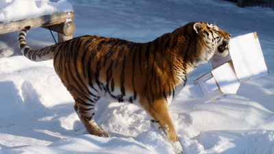Ложкин Павел, г. Челябинск. "Игрушка для тигра", номинация "зима в зоопарке"