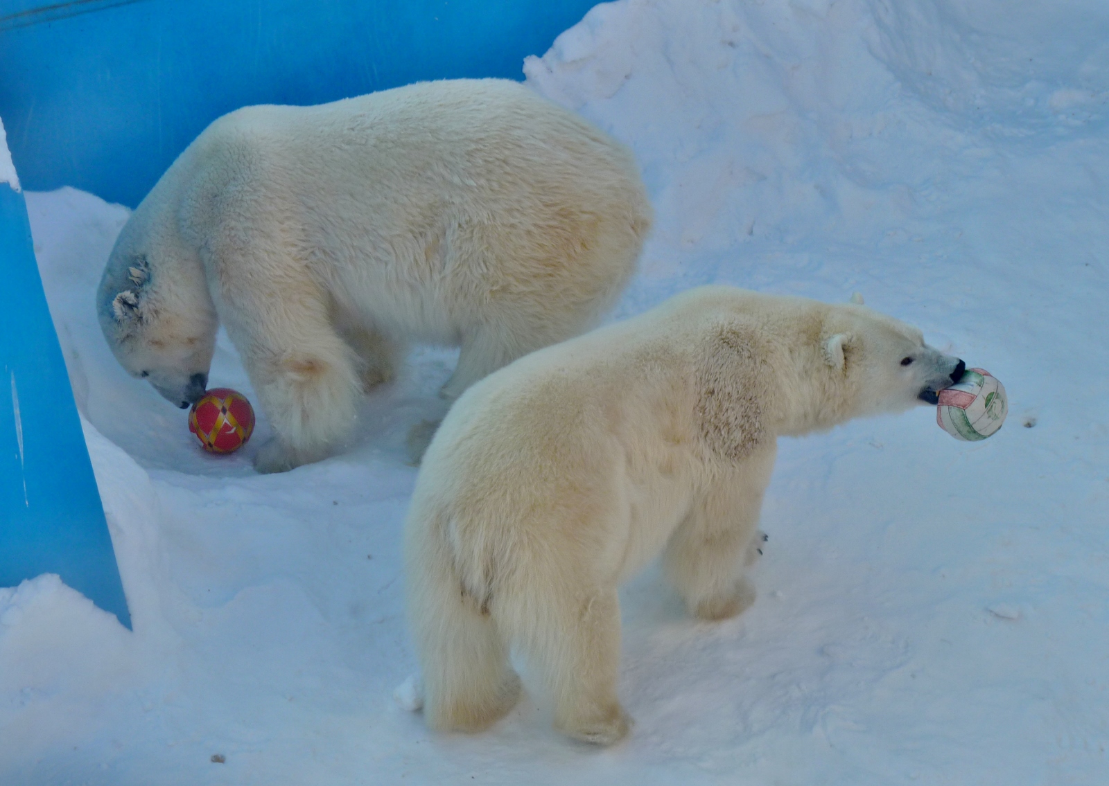 Ложкин Павел, г. Челябинск. "Игрушки для белых медведей", номинация "Зима в зоопарке"