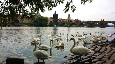 Макарова Татьяна, г. Челябинск, Фото сделано в Праге летом 2016 г.  . Лебеди на реке Влтава, Прага 