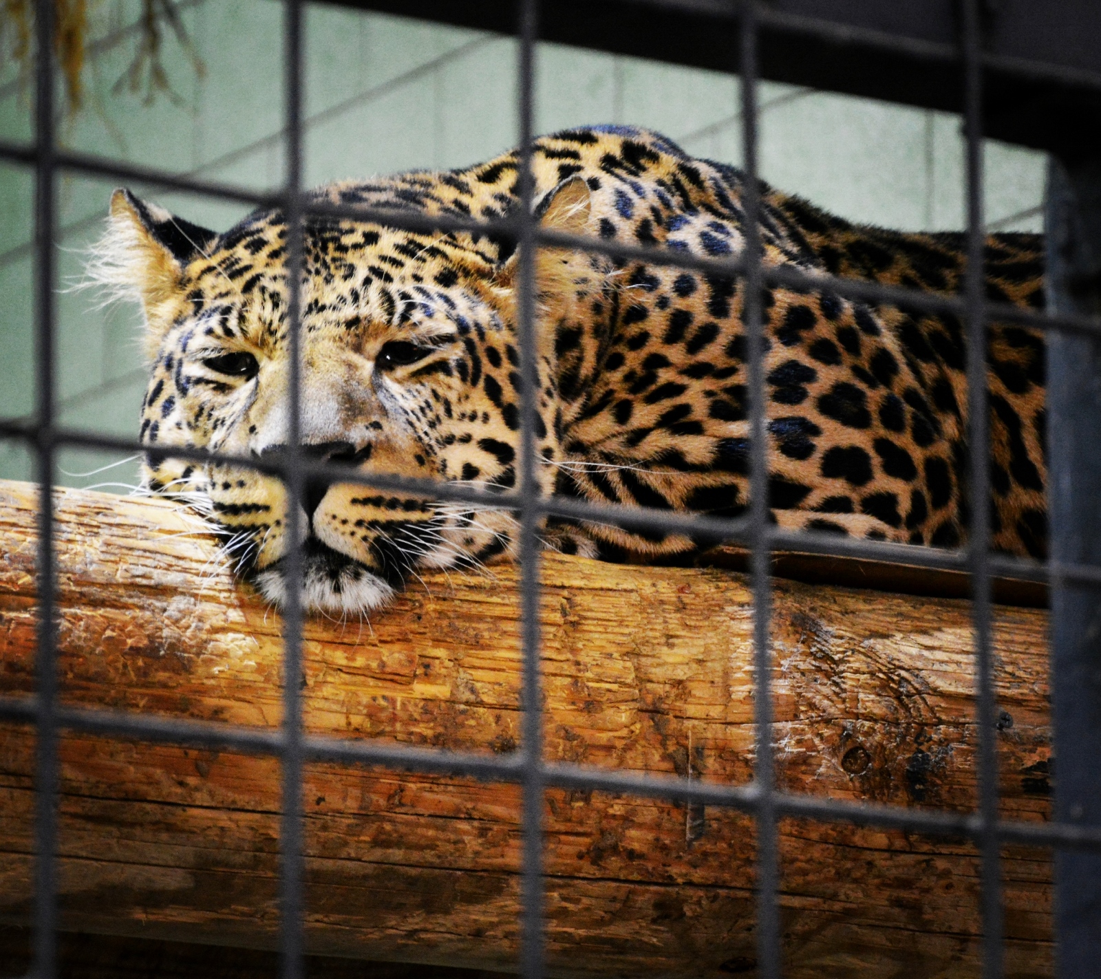 Александр Серчанский , г. Челябинск. Африканский леопард. Челябинский зоопарк.