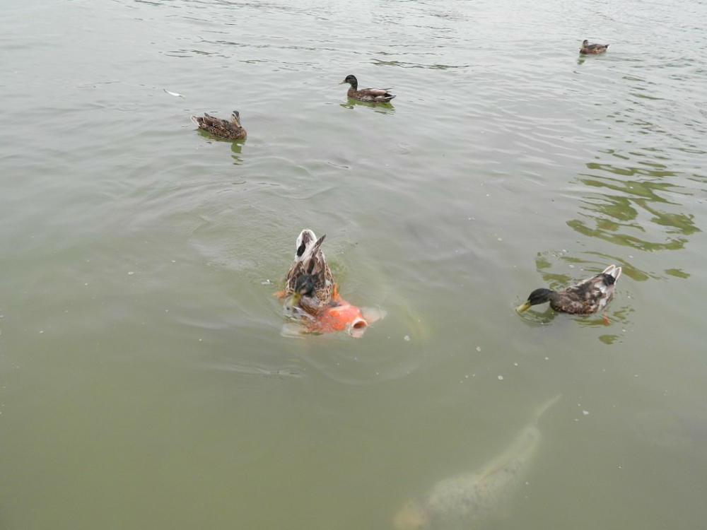 Ксения Назайкина, г.Копейск, фото в Диснейленде Париж, во время кормления уток, они так спешили за кормом, что ехали на рыбах. "По-щучьему велению, по-моему хотению, вези меня, рыбка!"