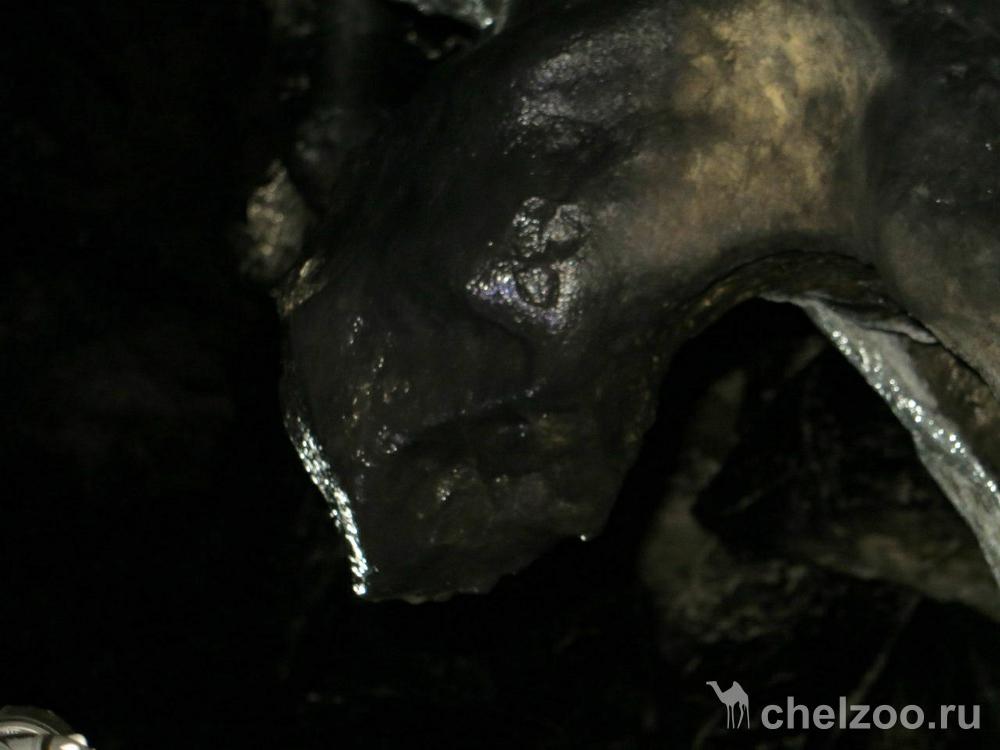 Чёрная пантера Багира в пещере "Колокольной"