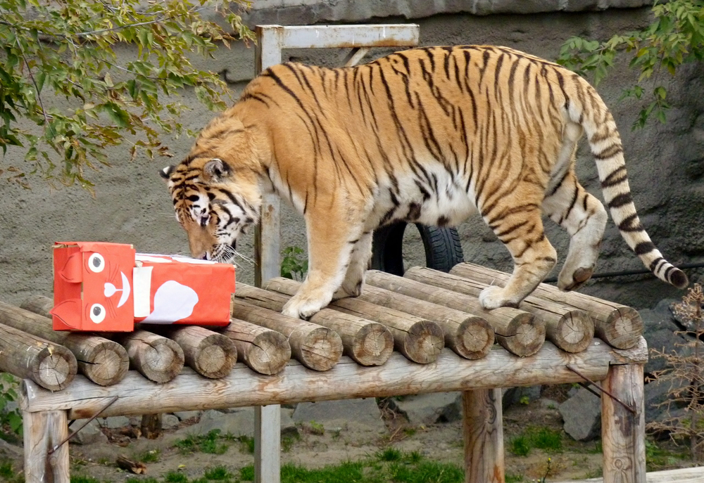 Тигр Самурай знакомится с новой игрушкой.