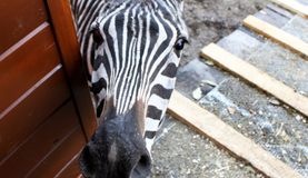 Любопытный детеныш зебры