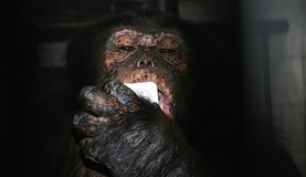 Папа именинницы - шимпанзе Бонни