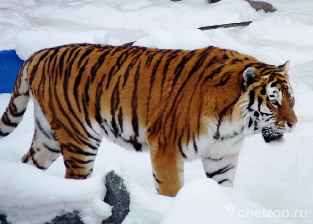 "Тигр Матис", Ложкин Павел, г. Челябинск