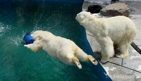 Белые медведи открыли купальный сезон!