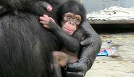 В зоопарке выбрали имя для маленькой шимпанзе