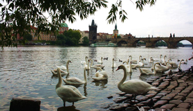 "Лебеди на реке Влтава, Прага". Макарова Татьяна, г. Челябинск