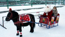 Лошадки Деда Мороза
