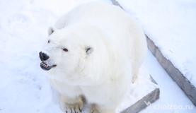 Зима у белых медведей