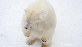 День полярного медведя