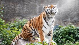 Международный день амурского тигра