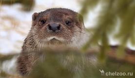 День здоровья у животных