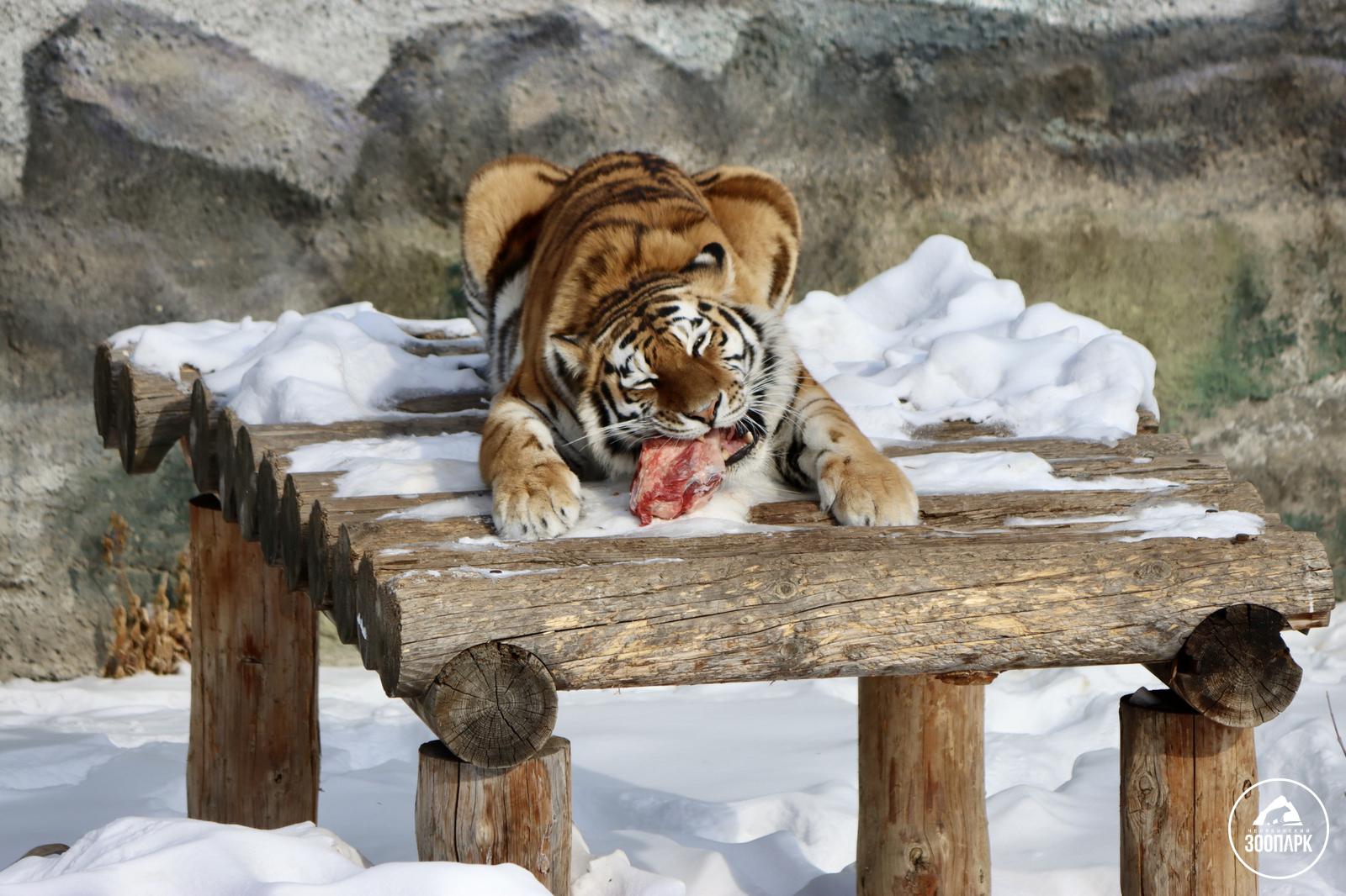 сколько ест тигр в день