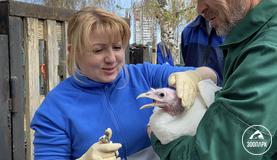 Международный день ветеринарного врача