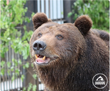 Медведь Малыш новосел Челябинского зоопарка
