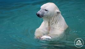 10 фактов о белых медведях