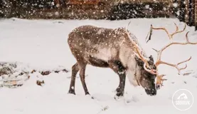 Снежные забавы северного оленя Маковки