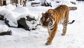 Тигры передают полномочия символа года