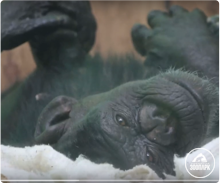 Видео-лекция к Дню Рождения шимпанзе Сони