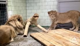 Первое свидание львов