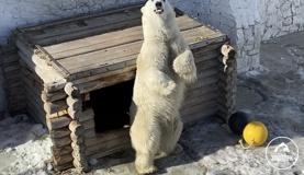 Белым медведям дали воду в бассейн