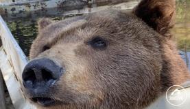 Годовщина переезда медведя Малыша в Челябинский зоопарк