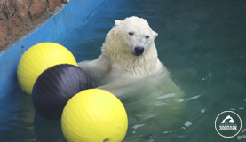 10 лет опеки над белыми медведями в зоопарках России компанией «Роснефть»
