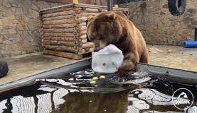 Обогащение от студентов для медведей
