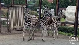 Зебры олицетворяют нашу жизнь