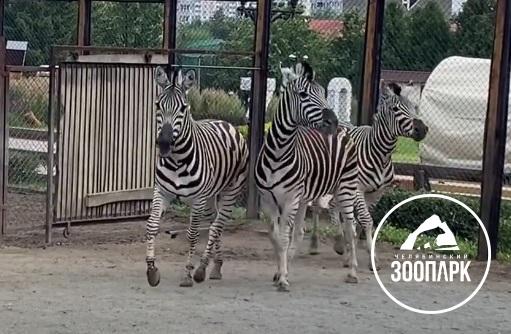 Зебры олицетворяют нашу жизнь · Новости · Муниципальное Бюджетное  Учреждение Культуры «Зоопарк» - официальный сайт