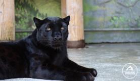 Международный день чёрного кота