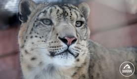 «А этого котика можно погладить?» отвечает экскурсовод