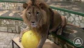 Львы играют с шарами