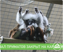 Зал приматов закрыт на карантин