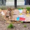 Small Pix1