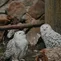 Small Pix1