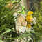 Small Pix1